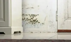 Manchas oscuras de moho en una pared blanca, indicando porque sale moho en las paredes por humedad.