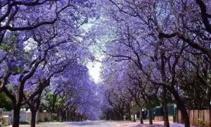 Un camino bordeado por árboles de sombra para jardín, cubiertos de flores moradas, crea un túnel natural.