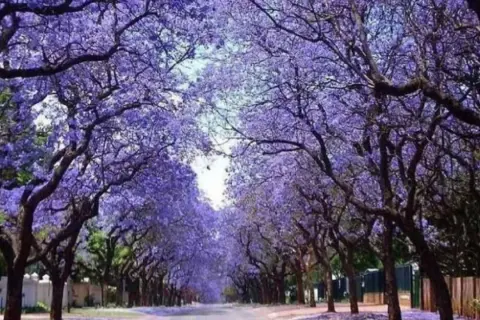 Un camino bordeado por árboles de sombra para jardín, cubiertos de flores moradas, crea un túnel natural.