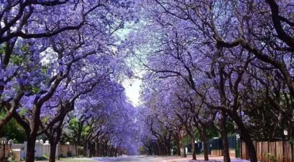 Un camino bordeado por árboles de sombra para jardín, cubiertos de flores moradas, crea un túnel natural.