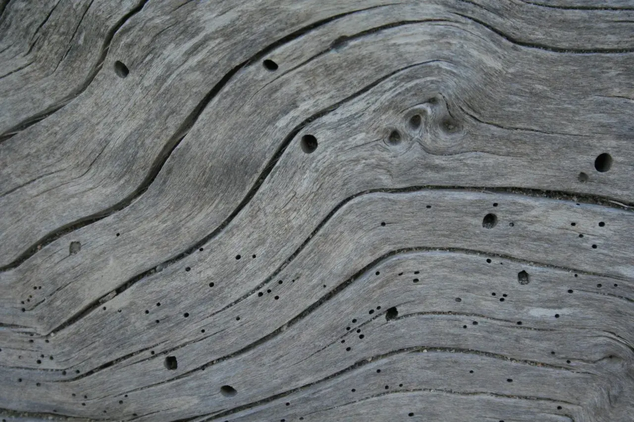 Textura de madera gris con surcos y pequeños agujeros, evidencia de carcoma madera.