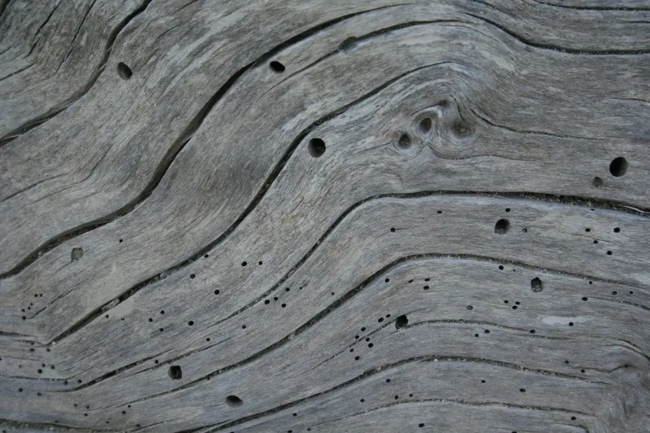 Textura de madera gris con surcos y pequeños agujeros, evidencia de carcoma madera.