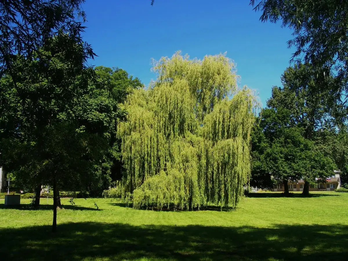 Un sauce llor&oacute;n, ideal entre los &aacute;rboles de sombra para jard&iacute;n, se alza majestuoso en un prado verde bajo un cielo azul.