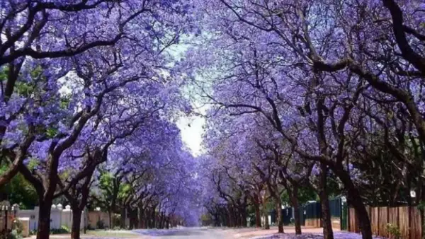 Un camino bordeado por árboles de sombra para jardín, cubiertos de flores moradas, crea un túnel natural.